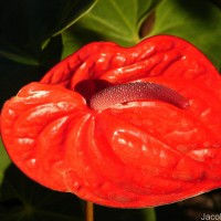 Anthurium andraeanum Linden ex André